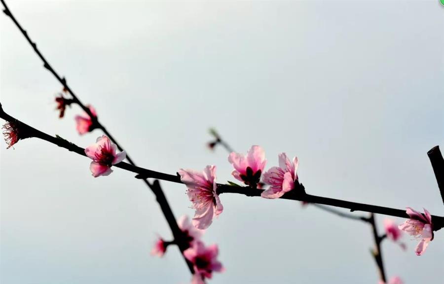 微信图片_20190319083547.jpg