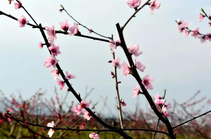 微信图片_20190319083550.jpg
